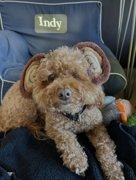 Entry image for Indy. Clicking this image will show a larger photo