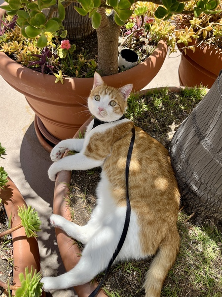 Entry image for Toodles. Clicking this image will show a larger photo