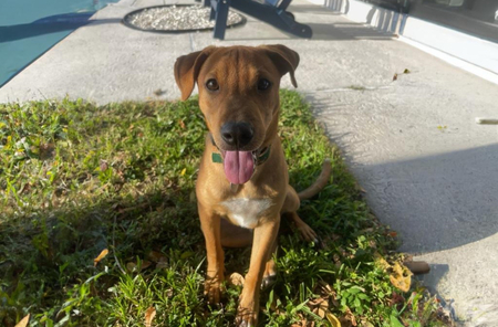 Entry image for Ford. Clicking this image will show a larger photo