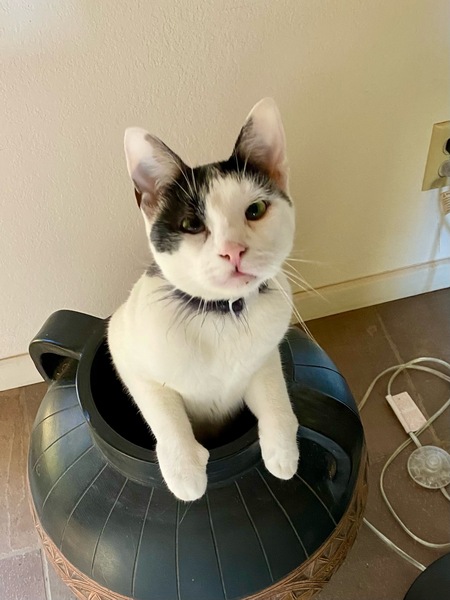 Entry image for Otis. Clicking this image will show a larger photo