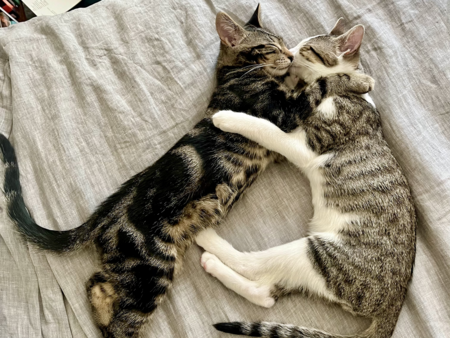 Entry image for Chester & Frank. Clicking this image will show a larger photo