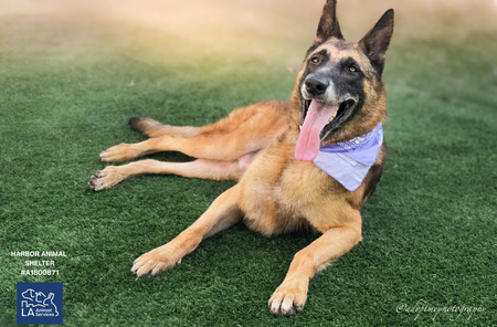 Entry image for Capitan. Clicking this image will show a larger photo