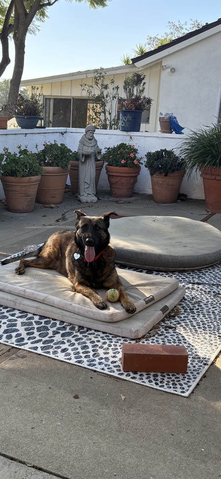 Entry image for Brandy . Clicking this image will show a larger photo