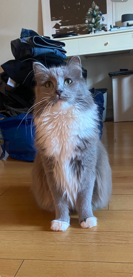 Entry image for Millie Penelope . Clicking this image will show a larger photo