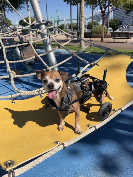 Entry image for Ozzy. Clicking this image will show a larger photo