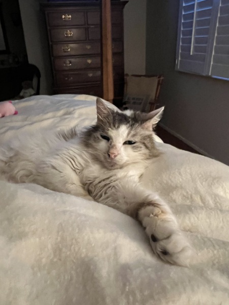 Entry image for Vincent. Clicking this image will show a larger photo