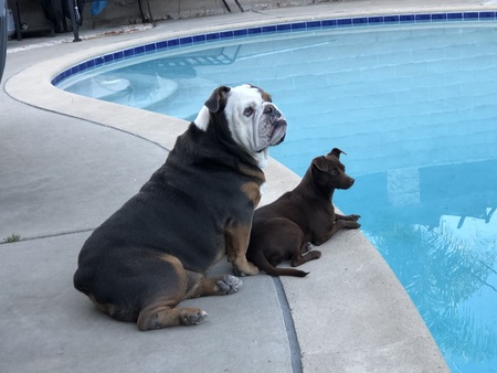 Entry image for Bluey & Bum. Clicking this image will show a larger photo