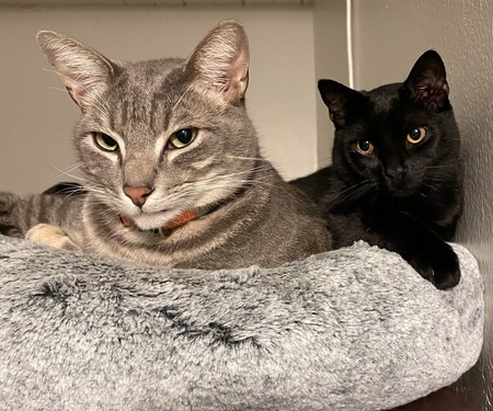 Entry image for Dante & Buster. Clicking this image will show a larger photo