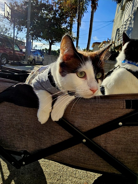 Entry image for Coco. Clicking this image will show a larger photo