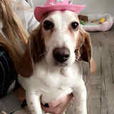 Entry image for Daisy