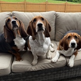 Entry image for Charlee, Em and Leia