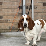 Entry image for Maggie Mae