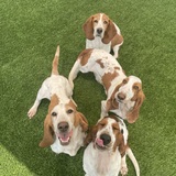 Entry image for Sophie, Jenna-Belle, Viola and Fiddle