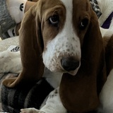 Entry image for Prissy