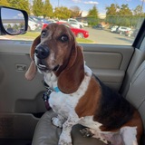 Entry image for Bella