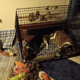 Entry image for Wilbur (tricolor) & Penny (red & white)
