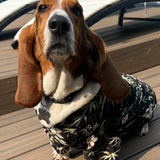 Entry image for Walter