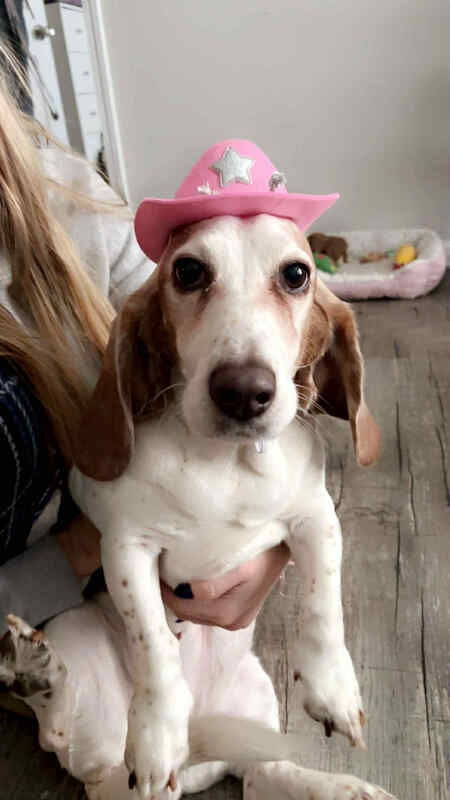 Entry image for Daisy. Clicking this image will show a larger photo