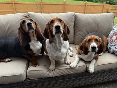 Entry image for Charlee, Em and Leia. Clicking this image will show a larger photo
