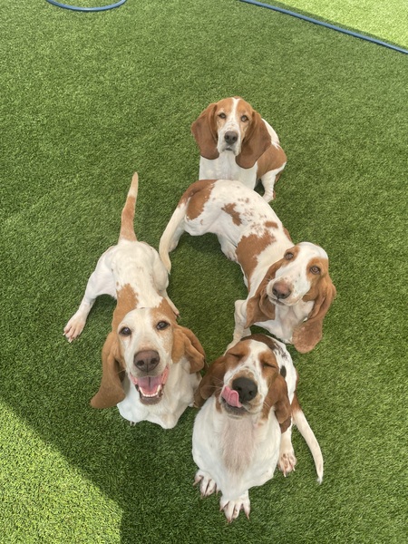 Entry image for Sophie, Jenna-Belle, Viola and Fiddle. Clicking this image will show a larger photo