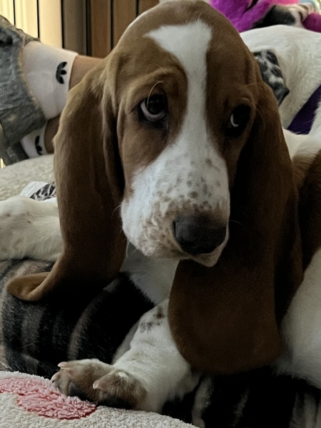 Entry image for Prissy. Clicking this image will show a larger photo