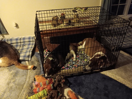 Entry image for Wilbur (tricolor) & Penny (red & white). Clicking this image will show a larger photo