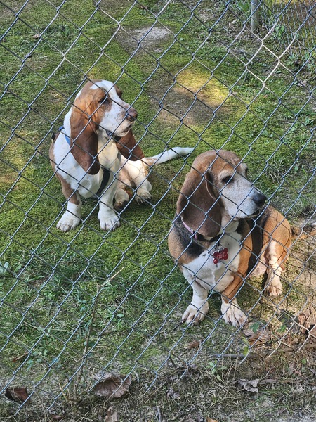Entry image for Cooper and Rosie . Clicking this image will show a larger photo
