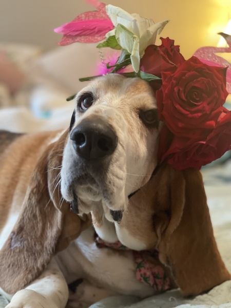 Entry image for Ellie Mae. Clicking this image will show a larger photo