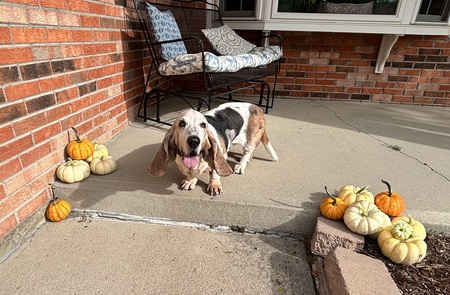 Entry image for Millie. Clicking this image will show a larger photo