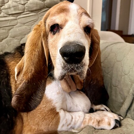 Entry image for Higgins. Clicking this image will show a larger photo