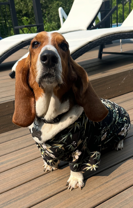 Entry image for Walter. Clicking this image will show a larger photo