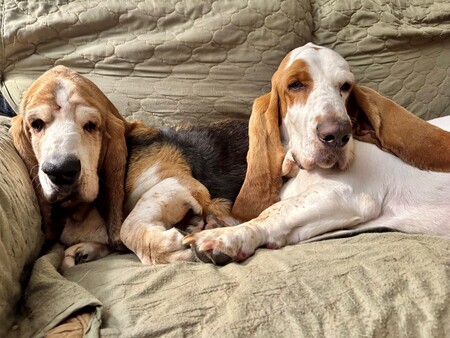 Entry image for Higgins (ATB) and Dudley. Clicking this image will show a larger photo