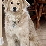 Entry image for Grizzly