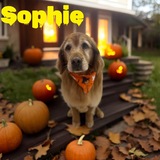 Entry image for Sophie