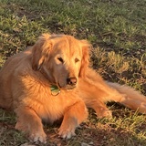 Entry image for Sadie