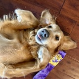 Entry image for Lily