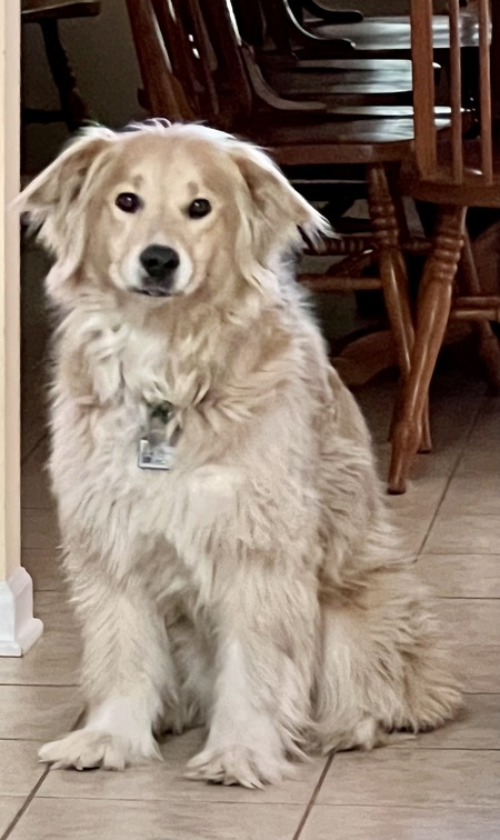 Entry image for Grizzly. Clicking this image will show a larger photo