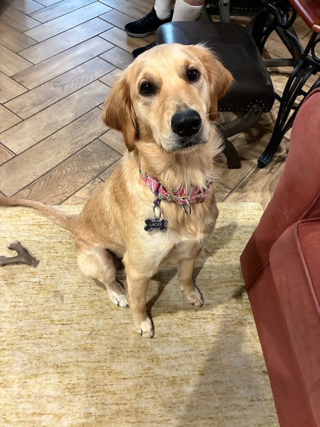 Entry image for Lacey. Clicking this image will show a larger photo