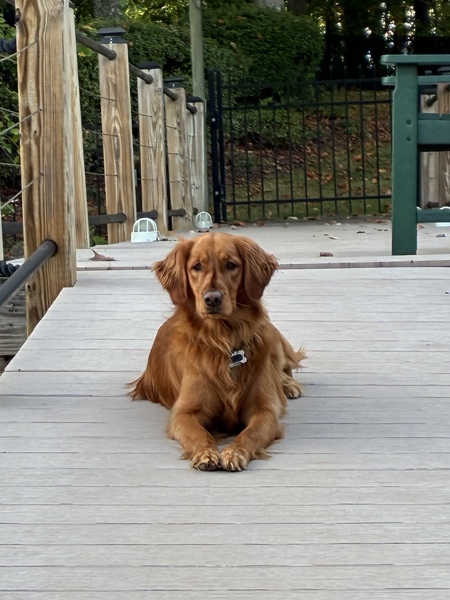 Entry image for Remi. Clicking this image will show a larger photo