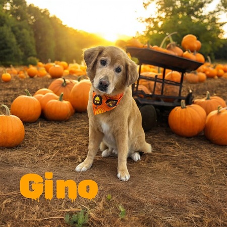 Entry image for Gino. Clicking this image will show a larger photo