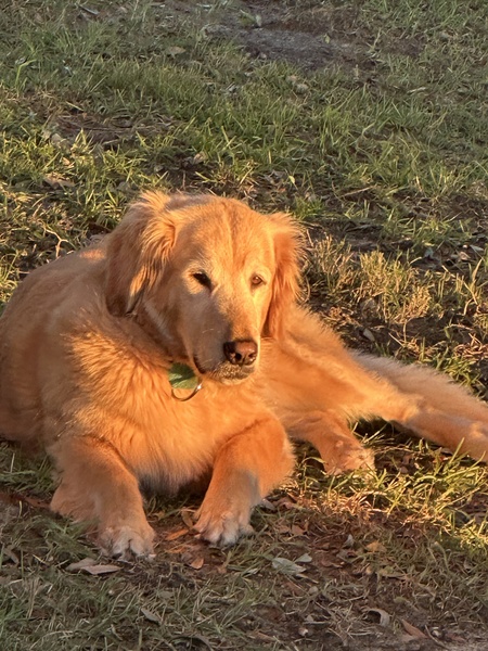 Entry image for Sadie. Clicking this image will show a larger photo