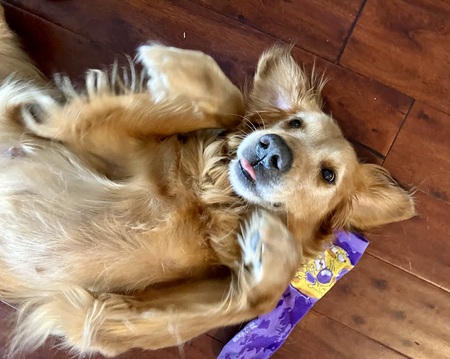 Entry image for Lily. Clicking this image will show a larger photo