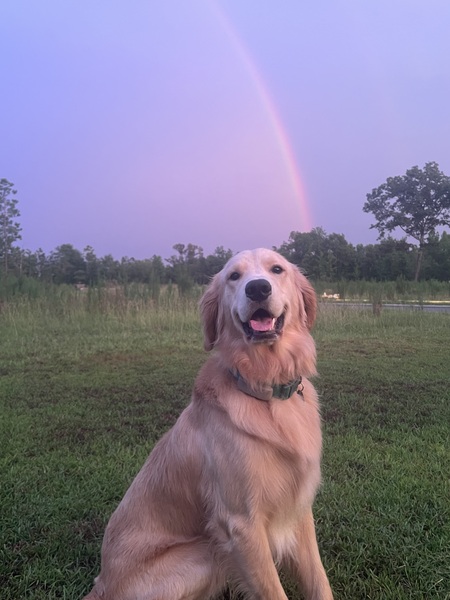 Entry image for Rex. Clicking this image will show a larger photo