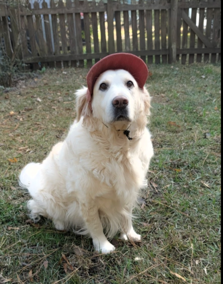 Entry image for Freya. Clicking this image will show a larger photo