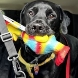 Entry image for Tuggie