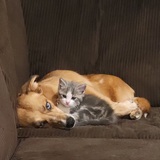 Entry image for Shoe and Freddy