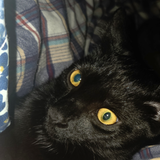 Entry image for Dash