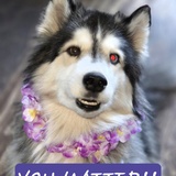 Entry image for Mellow