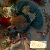 Entry image for Gypsy 