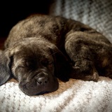 Entry image for Baloo